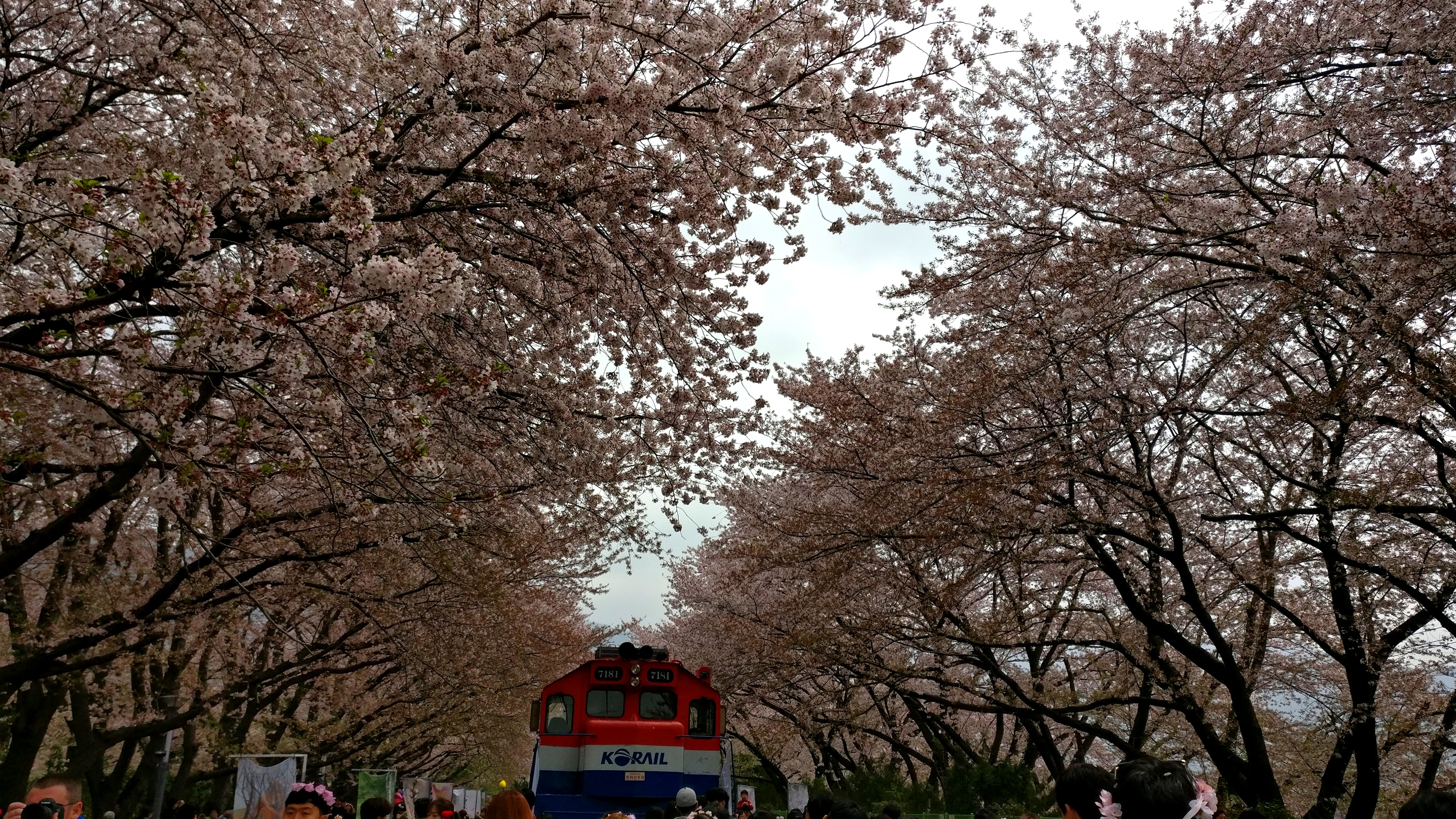 Jinhae cherry blossom festival